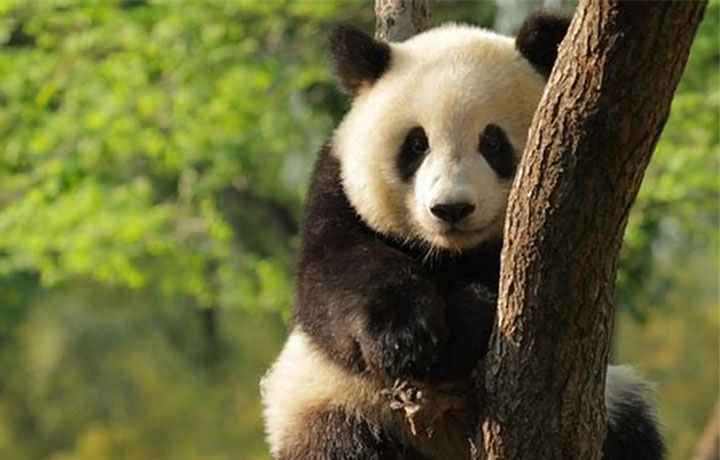 THÀNH ĐÔ – THÀNH PHỐ CỦA GẤU TRÚC: VÌ SAO AI ĐẾN CŨNG YÊU?