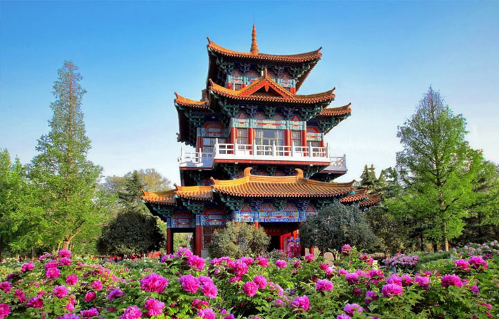 LẠC DƯƠNG MÙA HOA MẪU ĐƠN – QUỐC HOA NỞ RỰC CỐ ĐÔ