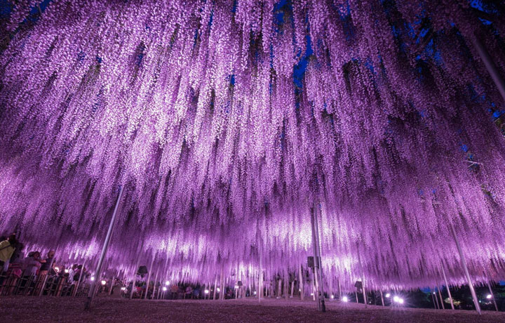 ASHIKAGA FLOWER PARK – GREAT WISTERIA FESTIVAL 2026: MÙA HOA TỬ ĐẰNG ĐẸP NHẤT NHẬT BẢN