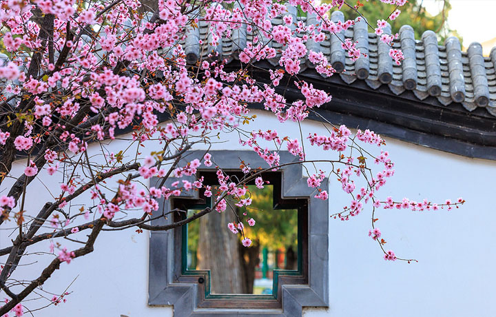 THANH ĐẢO MÙA HOA ANH ĐÀO – THIÊN ĐƯỜNG MÀU HỒNG Ở TRUNG QUỐC