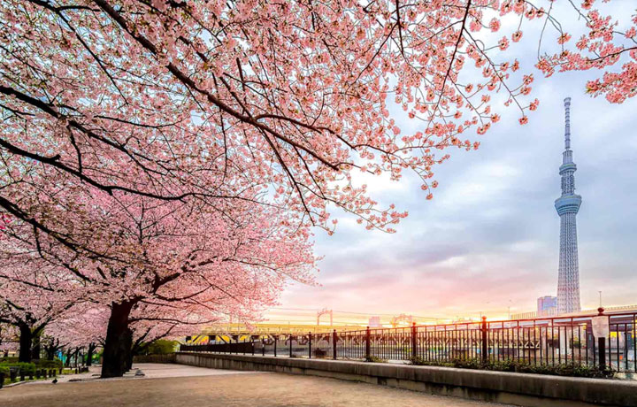 LỊCH NỞ HOA ANH ĐÀO NHẬT BẢN 2026: NỞ KHI NÀO – NGẮM Ở ĐÂU