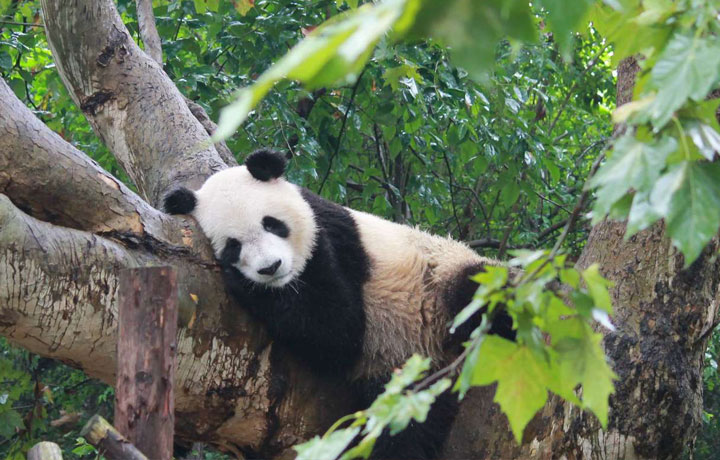 GHÉ TRUNG TÂM NGHIÊN CỨU GẤU TRÚC THÀNH ĐÔ: THIÊN ĐƯỜNG CỦA NHỮNG CHÚ GẤU TRÚC DỄ THƯƠNG NHẤT THẾ GIỚI