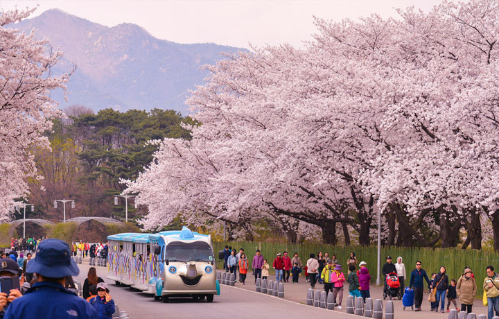 TẾT NGUYÊN ĐÁN 2026: TOP CÁC ĐƯỜNG BAY GIÁ RẺ & MẸO SĂN VÉ MÁY BAY QUỐC TẾ