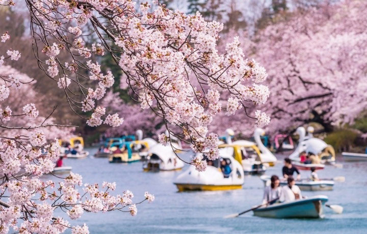 NHỮNG THÀNH PHỐ CÓ LỄ HỘI HOA ANH ĐÀO HOÀNH TRÁNG NHẤT THẾ GIỚI