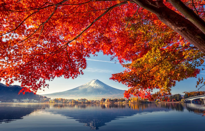 KHÁM PHÁ LỄ HỘI MÙA THU FUJI KAWAGUCHIKO - BỨC TRANH LÁ ĐỎ BÊN NÚI PHÚ SĨ