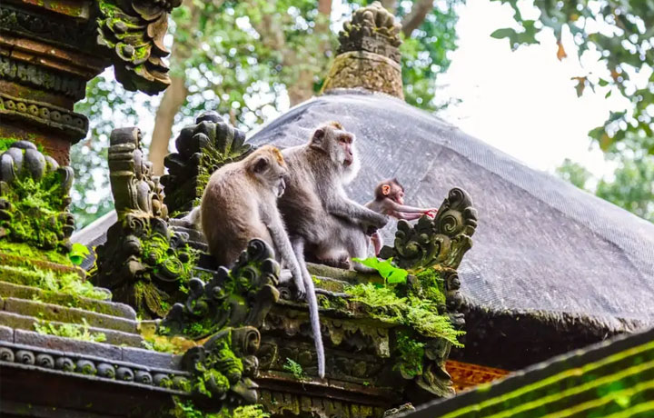 RỪNG KHỈ UBUD – TRẢI NGHIỆM THIÊN NHIÊN HOANG DÃ GIỮA TRÁI TIM BALI