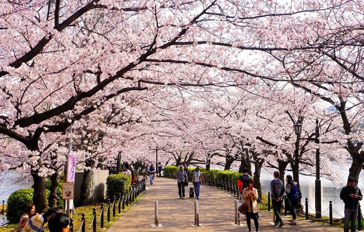 TOP 10 ĐỊA ĐIỂM NGẮM HOA ANH ĐÀO ĐẸP NHẤT NHẬT BẢN 2026