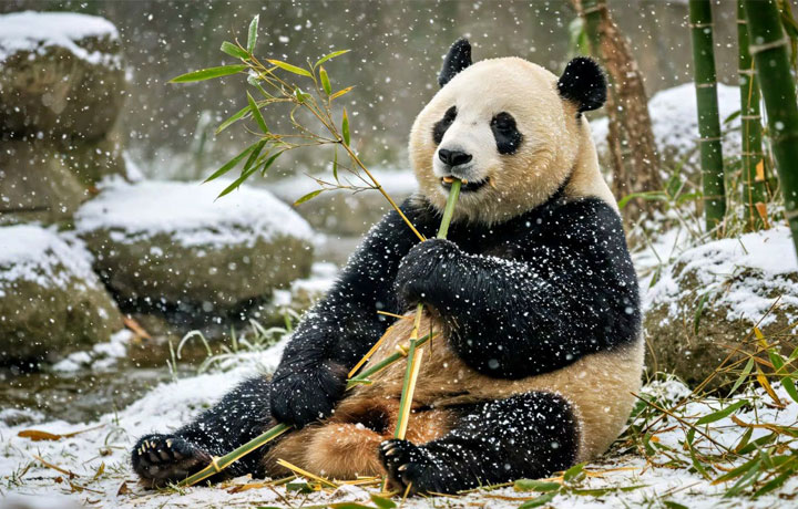 TỨ XUYÊN MÙA ĐÔNG – ĐỊA ĐIỂM NGẮM TUYẾT, TẮM SUỐI NÓNG ĐẸP NHẤT