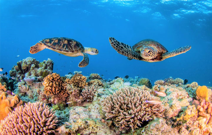 GREAT BARRIER REEF – KỲ QUAN SAN HÔ HUYỀN THOẠI CỦA ÚC