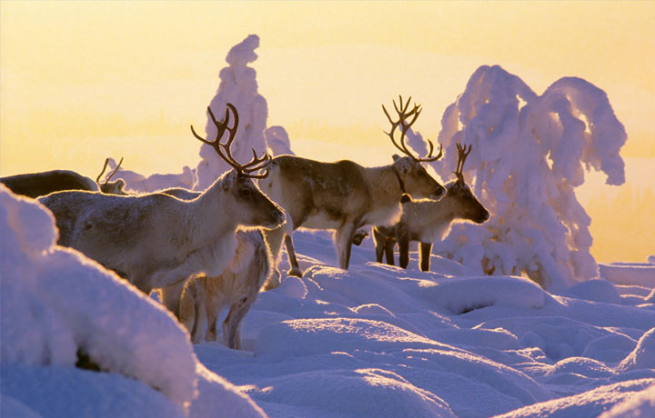 ĐIỂM SỐNG ẢO MÙA ĐÔNG: LÀNG TUYẾT, RỪNG THÔNG VÀ LỄ HỘI ÁNH SÁNG