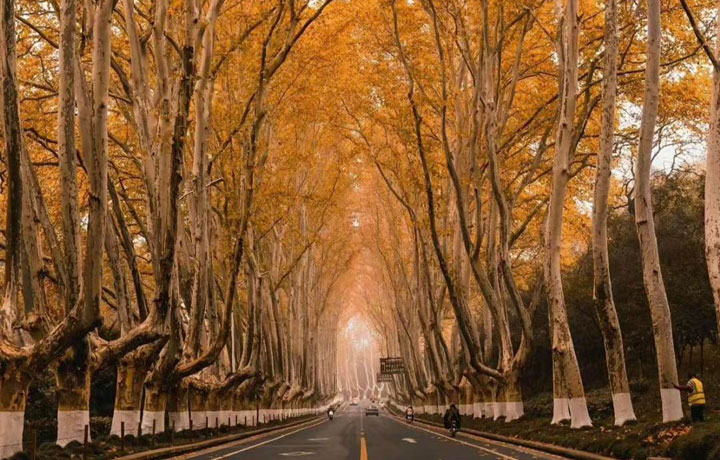 ĐẠI LỘ NGÔ ĐỒNG - CHỨNG NHÂN TÌNH YÊU CỦA TƯỞNG GIỚI THẠCH VÀ TỐNG MỸ LINH