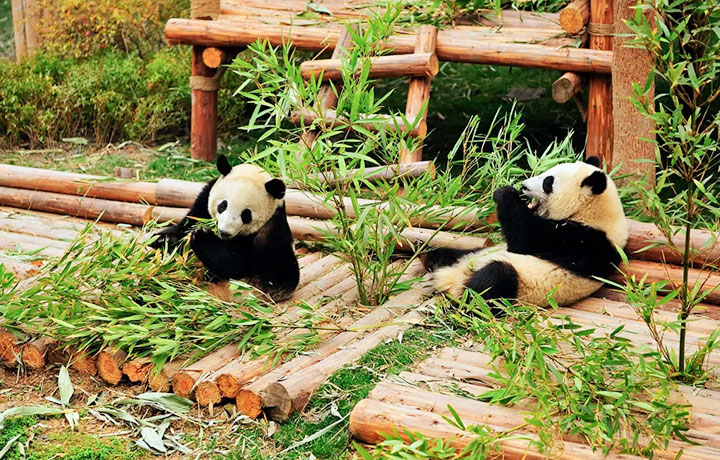 GẤU TRÚC THÀNH ĐÔ – BIỂU TƯỢNG DỄ THƯƠNG CỦA TRUNG HOA ĐẠI LỤC