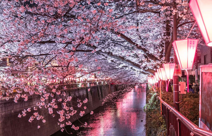 YOZAKURA – NGẮM HOA ANH ĐÀO BAN ĐÊM: TRẢI NGHIỆM CHỈ CÓ Ở NHẬT