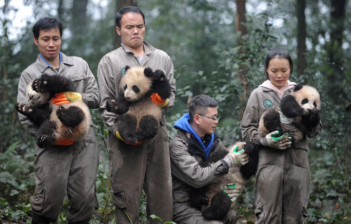 MỘT NGÀY LÀM BẢO MẪU GẤU TRÚC: TRẢI NGHIỆM CÓ THẬT Ở THÀNH ĐÔ