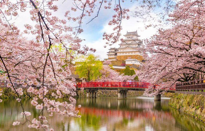 SAKURA & VĂN HÓA NHẬT BẢN: Ý NGHĨA CỦA MÙA HOA TRONG ĐỜI SỐNG NGƯỜI NHẬT