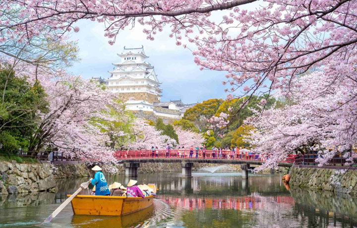 TOP 7 ĐIỂM NGẮM HOA ANH ĐÀO ĐẸP NHẤT NHẬT BẢN 2026