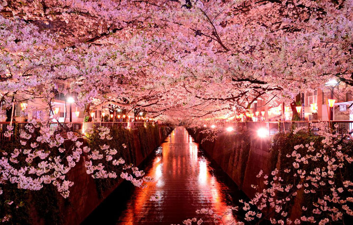YOZAKURA – NGẮM HOA ANH ĐÀO BAN ĐÊM: TOP ĐIỂM ĐẾN LÃNG MẠN NHẤT CHÂU Á