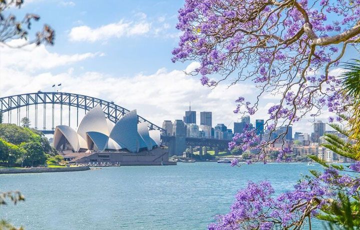 MÙA PHƯỢNG TÍM - GIẤC MƠ ÚC NÊN THƠ