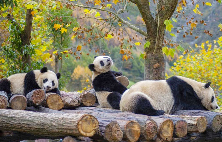 TRUNG TÂM NGHIÊN CỨU GẤU TRÚC KHỔNG LỒ THÀNH ĐÔ – “THIÊN ĐƯỜNG” DÀNH CHO NHỮNG ĐẠI BẢO BỐI TRUNG HOA