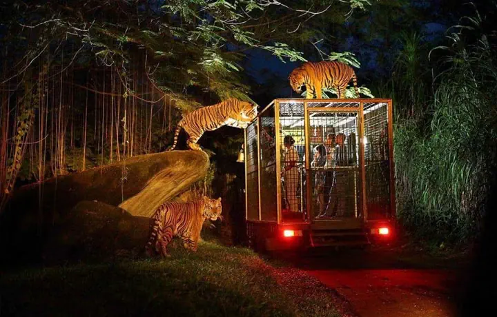 SINGAPORE ZOO & NIGHT SAFARI: HỆ SINH THÁI HOANG DÃ HÀNG ĐẦU CHÂU Á