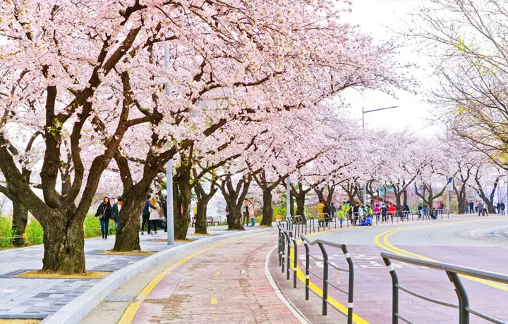 YEOUIDO SPRING FLOWER FESTIVAL – LỄ HỘI HOA MÙA XUÂN ĐẸP NHẤT SEOUL