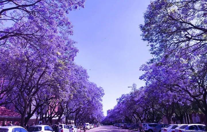 DU LỊCH NAM PHI NGẬP TRÀN HOA PHƯỢNG TÍM JACARANDAS NỞ TẠI THÀNH PHỐ LÃNG MẠN CỔ KÍNH PRETORIA