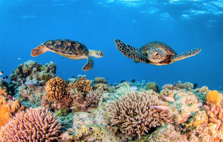 GREAT BARRIER REEF – KỲ QUAN SAN HÔ HUYỀN THOẠI CỦA ÚC