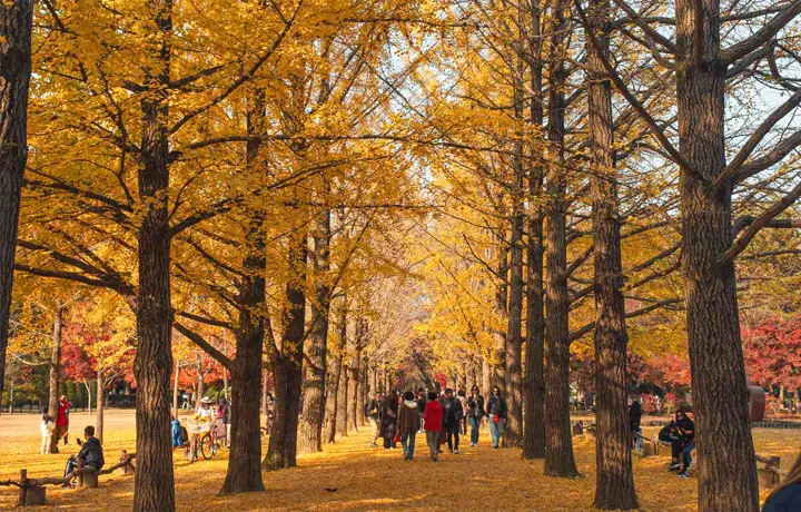 MÙA THU HÀN QUỐC – HÀNH TRÌNH NGẮM LÁ ĐỎ ĐẢO NAMI VÀ KHÁM PHÁ SEOUL SÔI ĐỘNG
