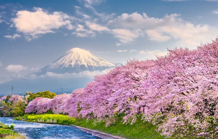 NGẮM HOA ANH ĐÀO 2026: TOP QUỐC GIA CÓ MÙA SAKURA SỚM NHẤT THẾ GIỚI