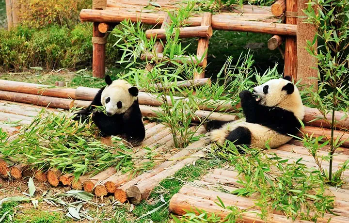 GẤU TRÚC THÀNH ĐÔ – BIỂU TƯỢNG DỄ THƯƠNG CỦA TRUNG HOA ĐẠI LỤC