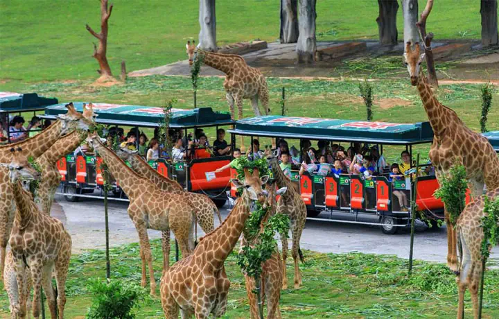 TRUNG QUỐC: NOSHOP THẨM QUYẾN - QUẢNG CHÂU SAFARI - TRUNG SƠN - 1 NGÀY FREEDAY THẨM QUYẾN | SHENZHEN AIRLINES