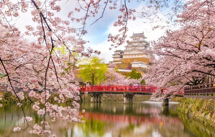 SAKURA & VĂN HÓA NHẬT BẢN: Ý NGHĨA CỦA MÙA HOA TRONG ĐỜI SỐNG NGƯỜI NHẬT